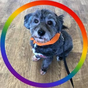 Meet your Posher, Dolly